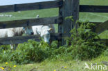 Sheep (Ovis domesticus)