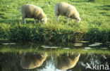 Sheep (Ovis domesticus)