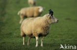 Sheep (Ovis domesticus)