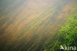 Fennel-leaved Pondweed (Potamogeton pectinatus)