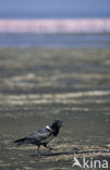 Pied crow (Corvus albus)