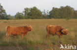 Highland Cow (Bos domesticus)