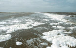 foam-algae (Phaeocystis sp)