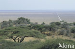 Serengeti national park