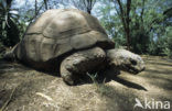 Aldabra Giant Tortoise (Dipsochelys dussumieri)