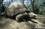 Seychellen reuzenschildpad