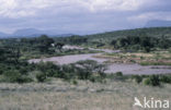 Shaba National Park