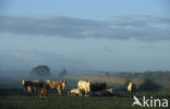 Simmentaler Koe (Bos domesticus)