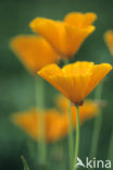 Californian Poppy (Eschscholzia californica)