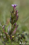 Slanke gentiaan (Gentianella amarella) 