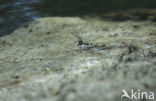 Common mudskipper (Periophthalmus kalolo)
