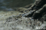 Common mudskipper (Periophthalmus kalolo)