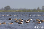 Northern Shoveler (Anas clypeata)