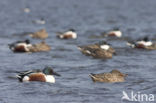 Northern Shoveler (Anas clypeata)