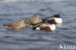 Northern Shoveler (Anas clypeata)