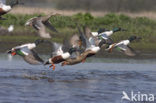 Northern Shoveler (Anas clypeata)