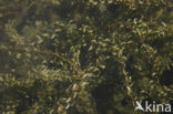 Nuttall’s Waterweed (Elodea nuttallii)
