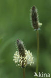 Smalle weegbree (Plantago lanceolata)