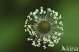 Ribwort Plantain (Plantago lanceolata)