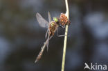 Smaragdlibel (Cordulia aenea)