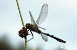 Smaragdlibel (Cordulia aenea)