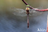 Smaragdlibel (Cordulia aenea)