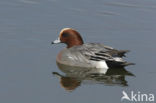 Wigeon (Anas penelope)