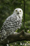 Snowy Owl (Bubo scandiacus)