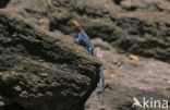 Southern Rock Agama (Agama atra )