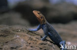 Southern Rock Agama (Agama atra )