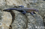 Southern Rock Agama (Agama atra )