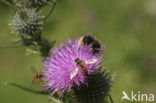 Speerdistel (Cirsium vulgare)