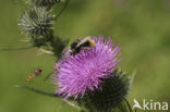 Speerdistel (Cirsium vulgare)