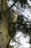 Northern Hawk Owl (Surnia ulula)