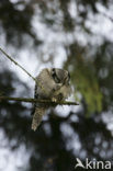 Northern Hawk Owl (Surnia ulula)