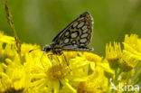 Spiegeldikkopje (Heteropterus morpheus) 