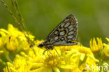 Spiegeldikkopje (Heteropterus morpheus) 