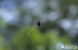 Yellow-and-black kite spider