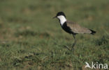 Sporenkievit (Vanellus spinosus)