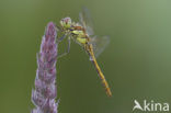 Steenrode heidelibel (Sympetrum vulgatum)