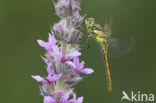 Vagrant Darter (Sympetrum vulgatum)