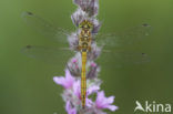 Steenrode heidelibel (Sympetrum vulgatum)