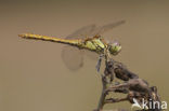 Steenrode heidelibel (Sympetrum vulgatum)