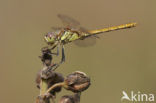 Vagrant Darter (Sympetrum vulgatum)