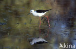 Black-winged Stilt (Himantopus himantopus)