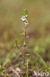 Stijve ogentroost (Euphrasia stricta) 