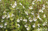 Stijve ogentroost (Euphrasia stricta) 