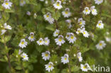 Stijve ogentroost (Euphrasia stricta) 