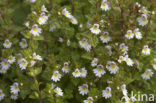 Stijve ogentroost (Euphrasia stricta) 