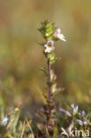 Stijve ogentroost (Euphrasia stricta) 